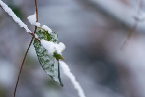 Freezing temperatures predicted to rise throughout the week